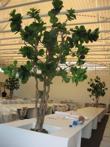 Fiddle leaf fig trees for alon leisure management