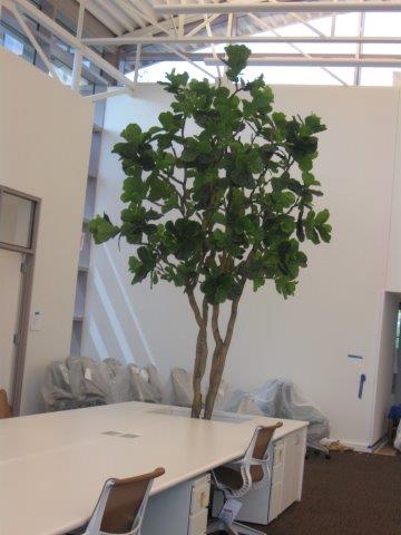 Fiddle leaf tree in a building