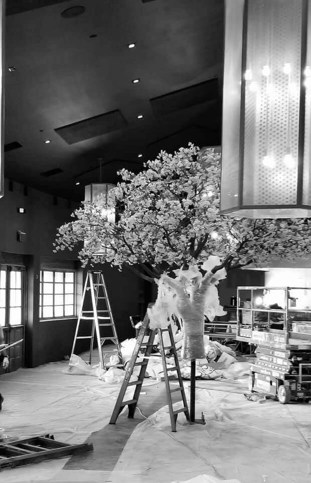 Cherry blossom tree during installation at Okura Sushi Restaurant