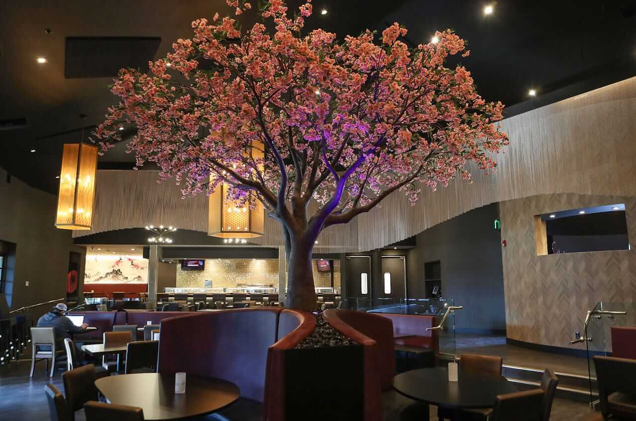 Cherry blossom tree okura sushi restaurant project 5