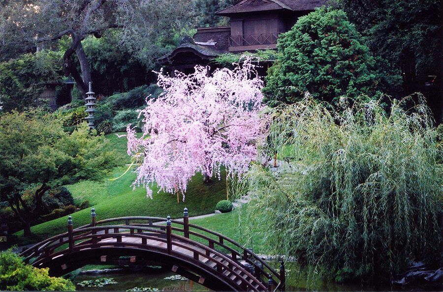 Fabricated Cherry Blossom Tree on the set of Memoirs of a Geisha feature film