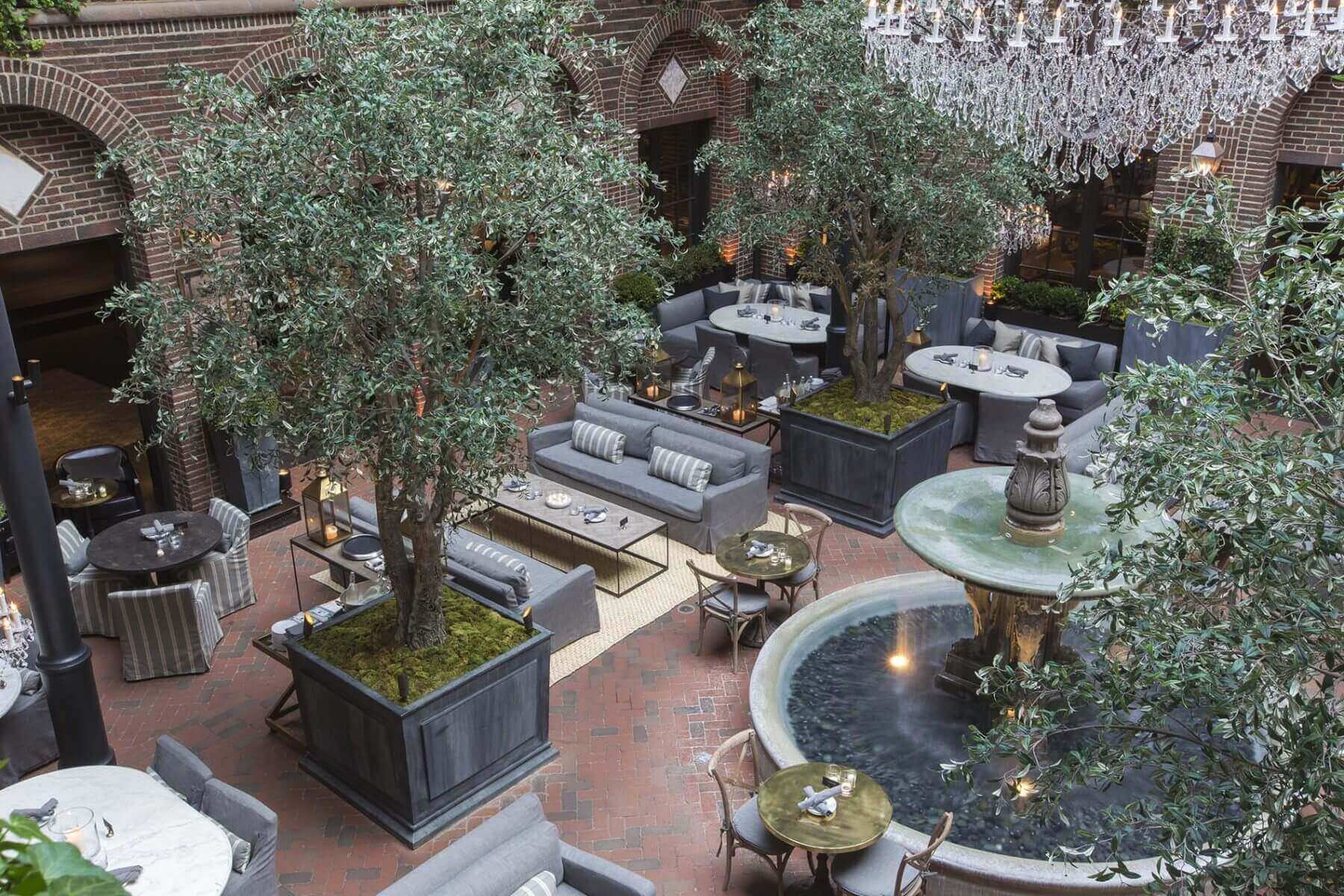 Elevated view of London plane & mediterranean olive trees at restoration hardware