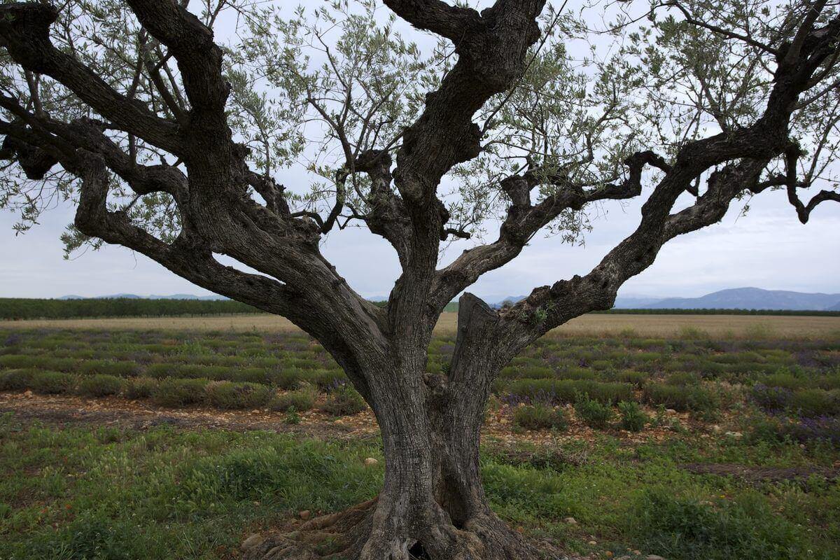Real Mediterranean Olive Tree in the Provence area of France