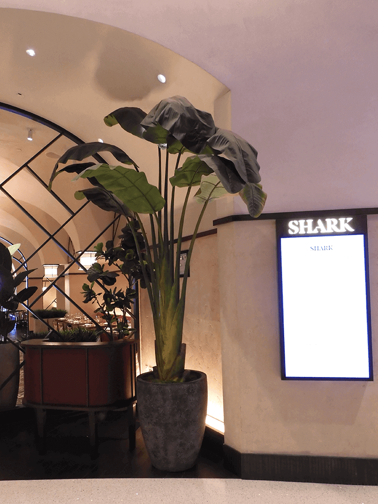 Replica Travelers Palm Plant next to digital menu board at Shark Restaurant