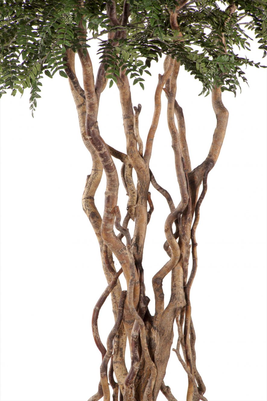 Replica Acacia Tree Trunks
