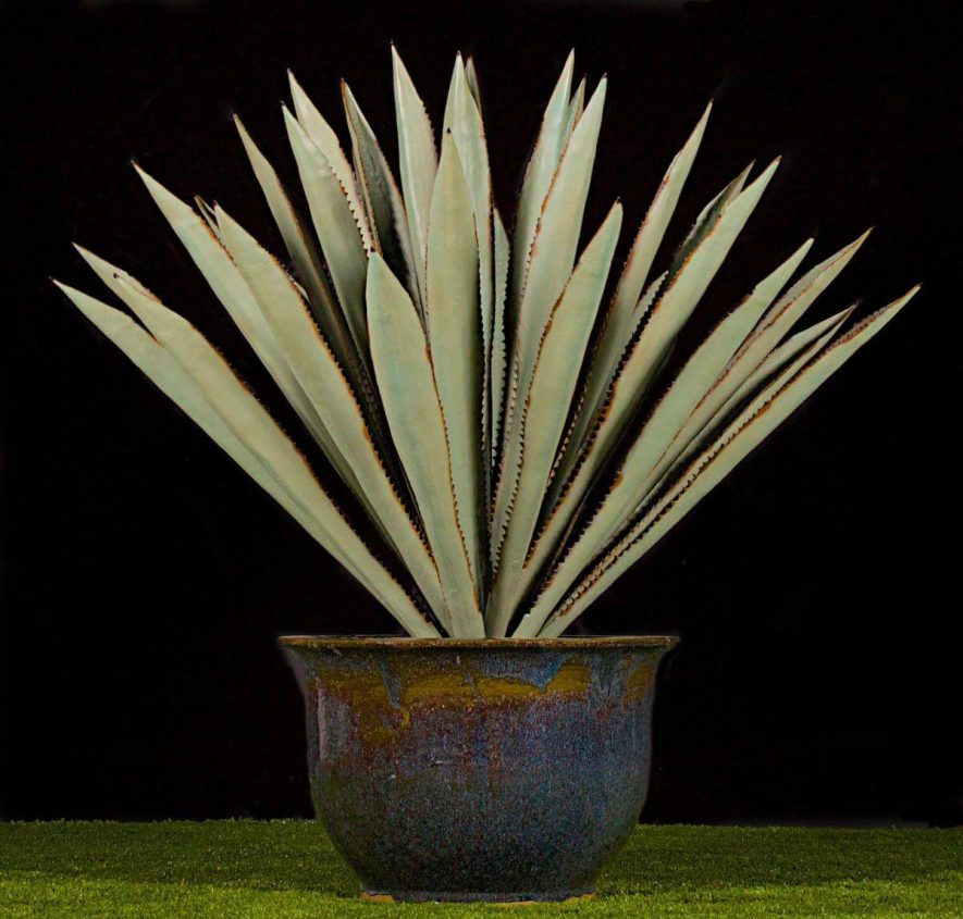 Fabricated Agave Plant