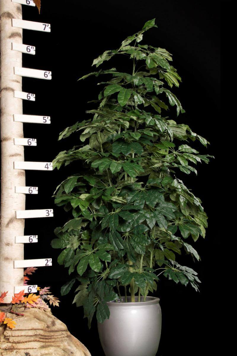 Replica Arboricola Schefflera Tree Ruler Scale
