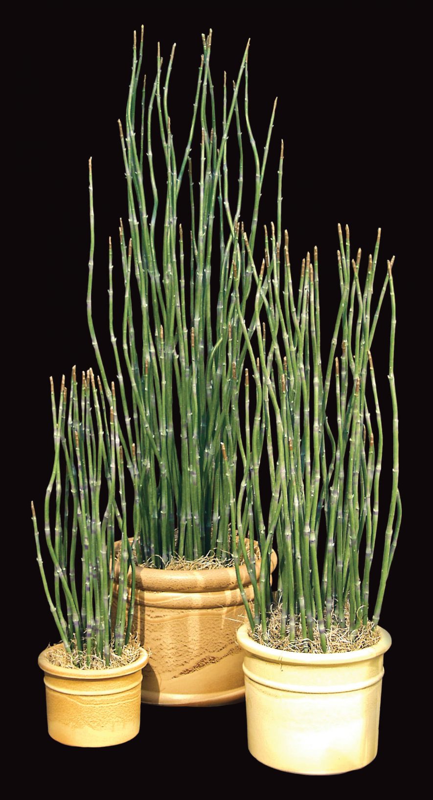Replica Bamboo Reed Plants