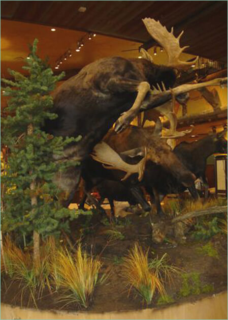 Moose at the natural habitat displays at bass pro shops
