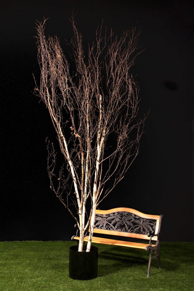 Replica Winter Birch Tree - No Foliage