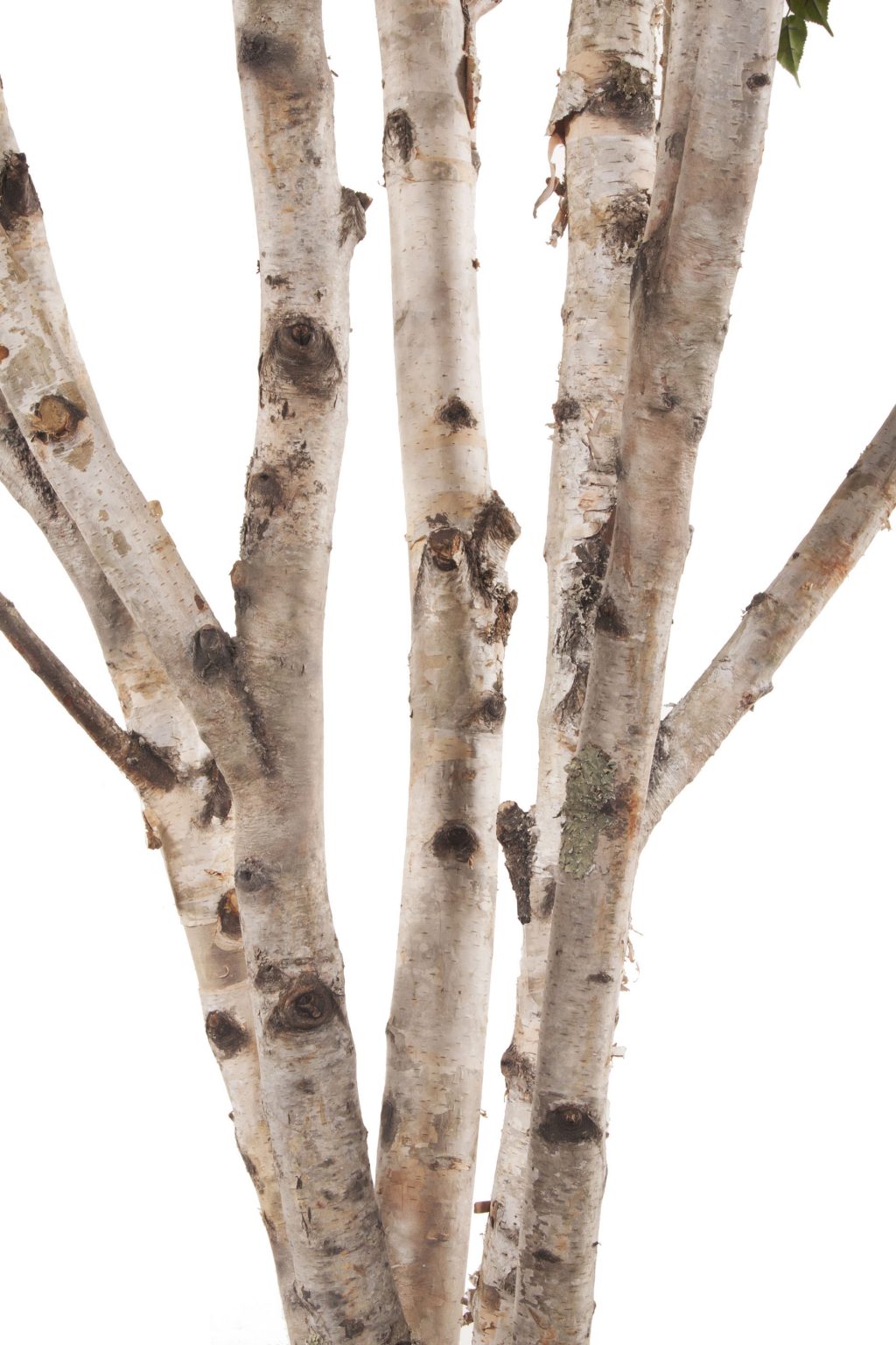 Artificial birch tree treescapes plantworks
