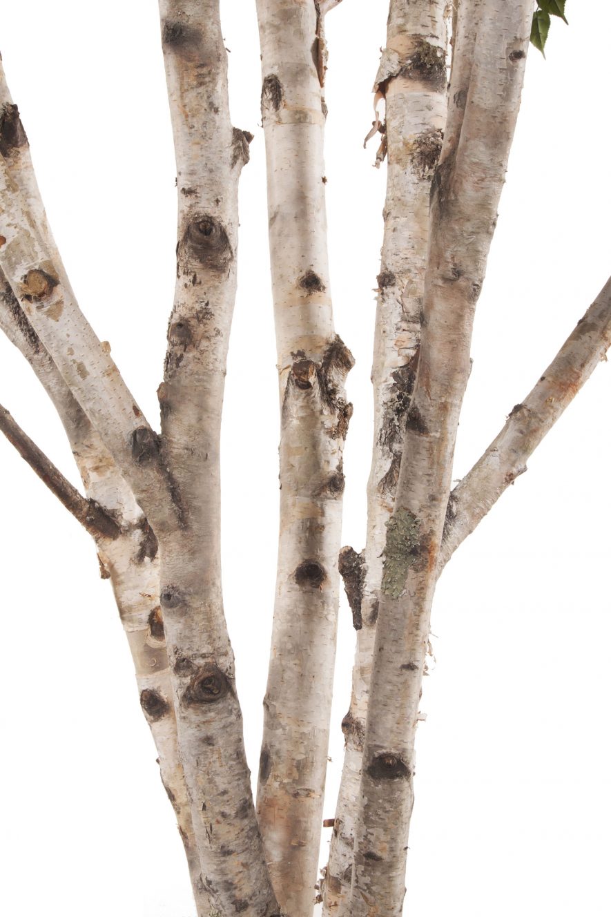 Replica Birch Tree Bark