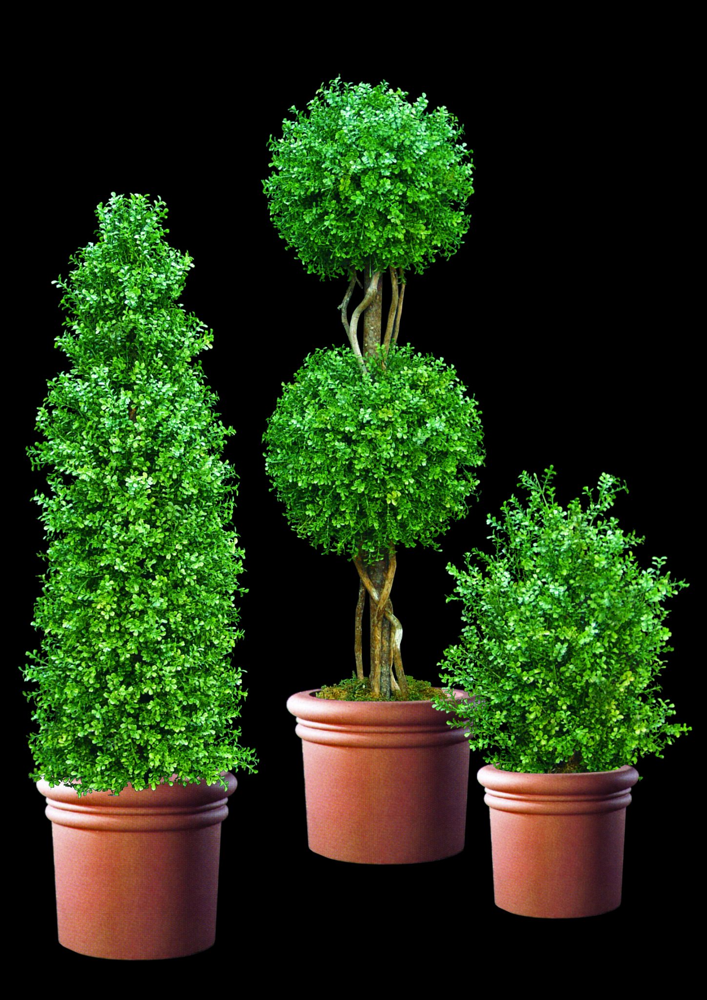 Artificial Boxwood Topiary | TreeScapes & PlantWorks