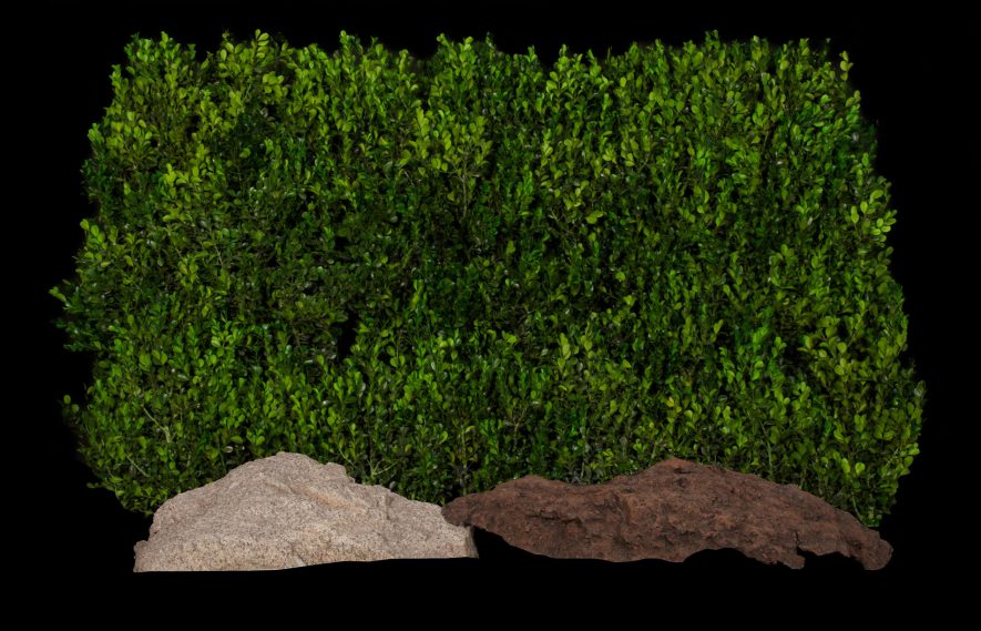 Preserved Boxwood Hedge Green Wall