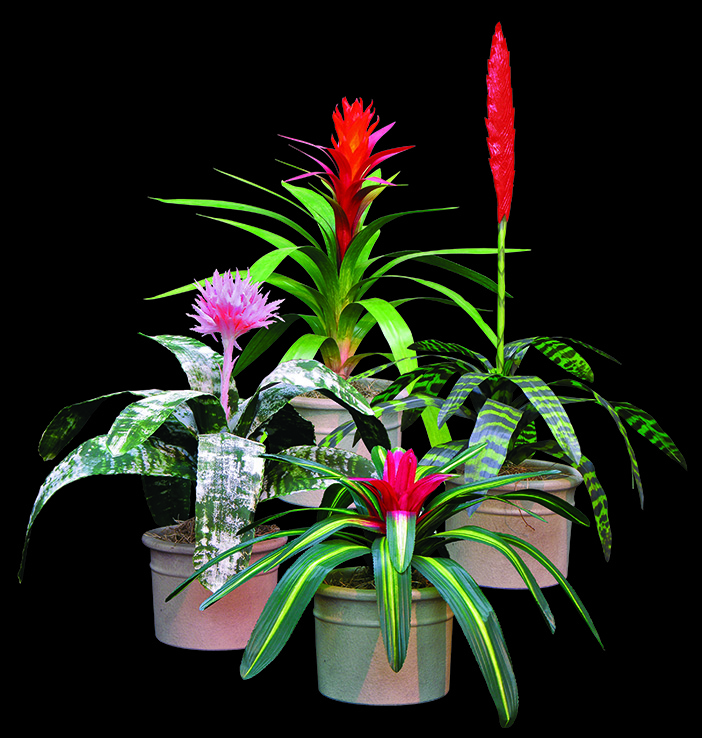 Replica Bromeliad Plants