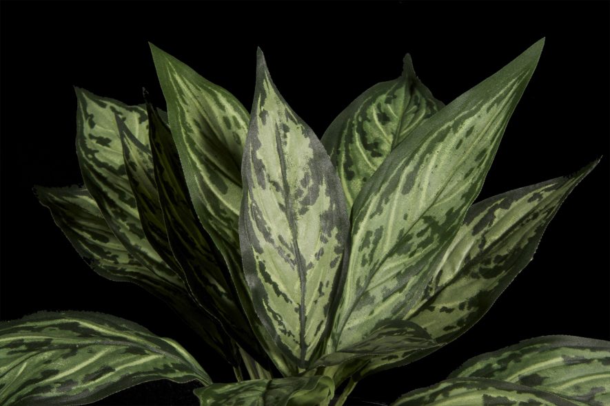 Fabricated Chinese Evergreen Silver Queen Plant