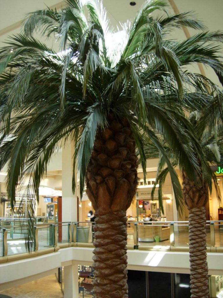 Preserved Date Palm Tree | TreeScapes & PlantWorks