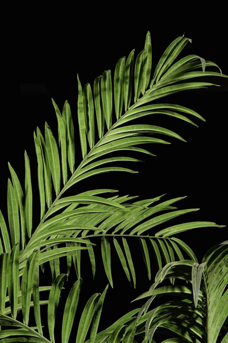 Fabricated Adonidia Palm Tree Foliage