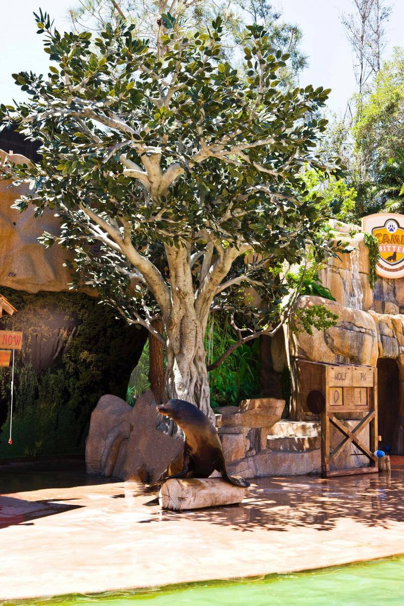 Fabricated Banyan Tree with Zoo Sea Lion