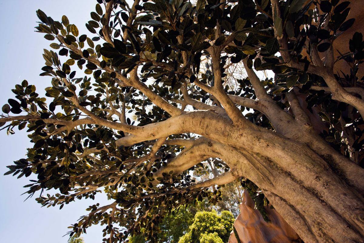 Fabricated Banyan Tree close up