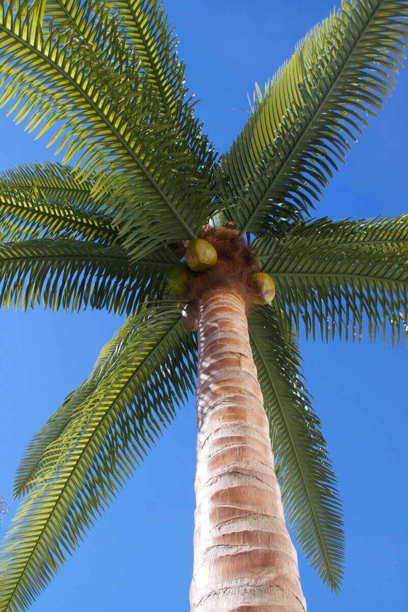 Fabricated Coconut Palm Tree