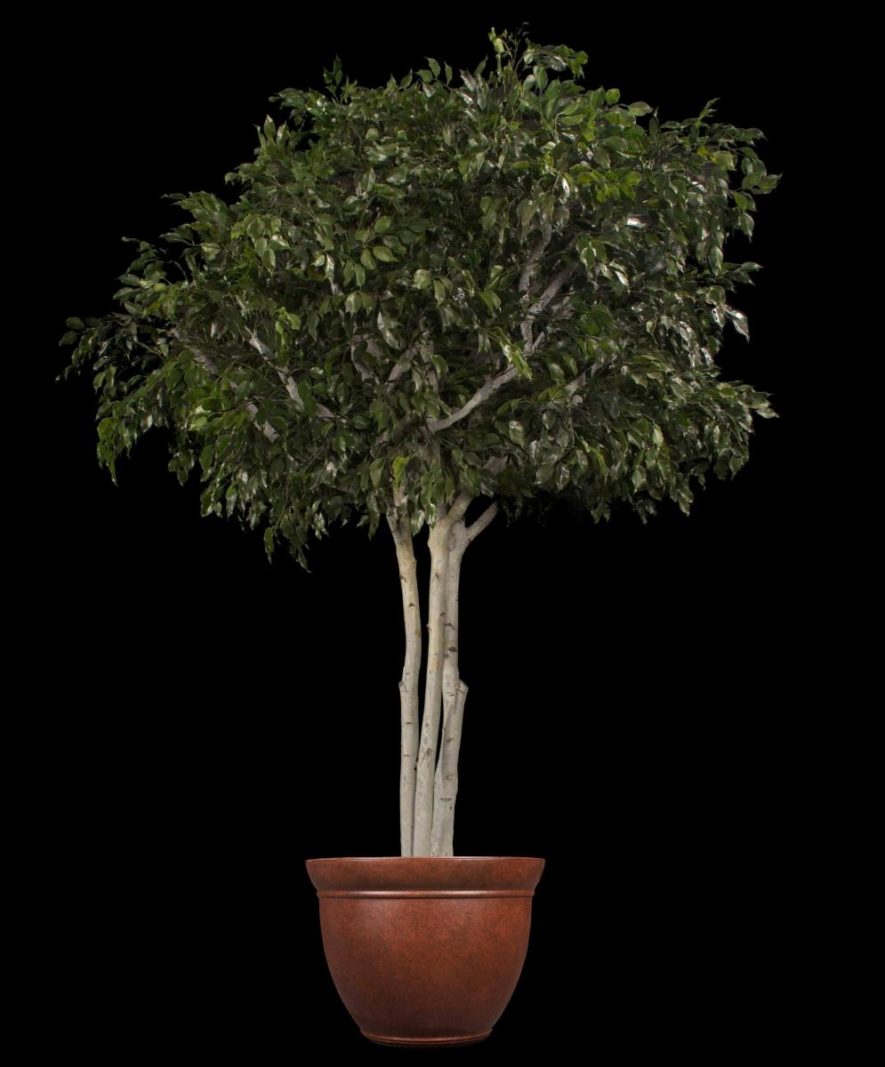 Fabricated Exterior Ficus Tree Potted Product