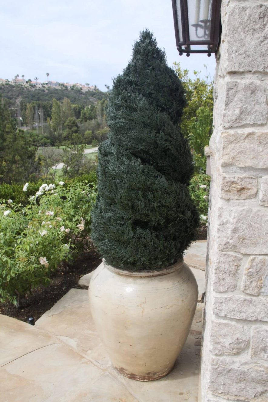 Fabricated Juniper Cypress Double Spiral Topiary