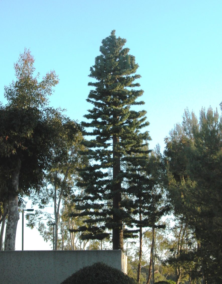 Fabricated Pine Tree
