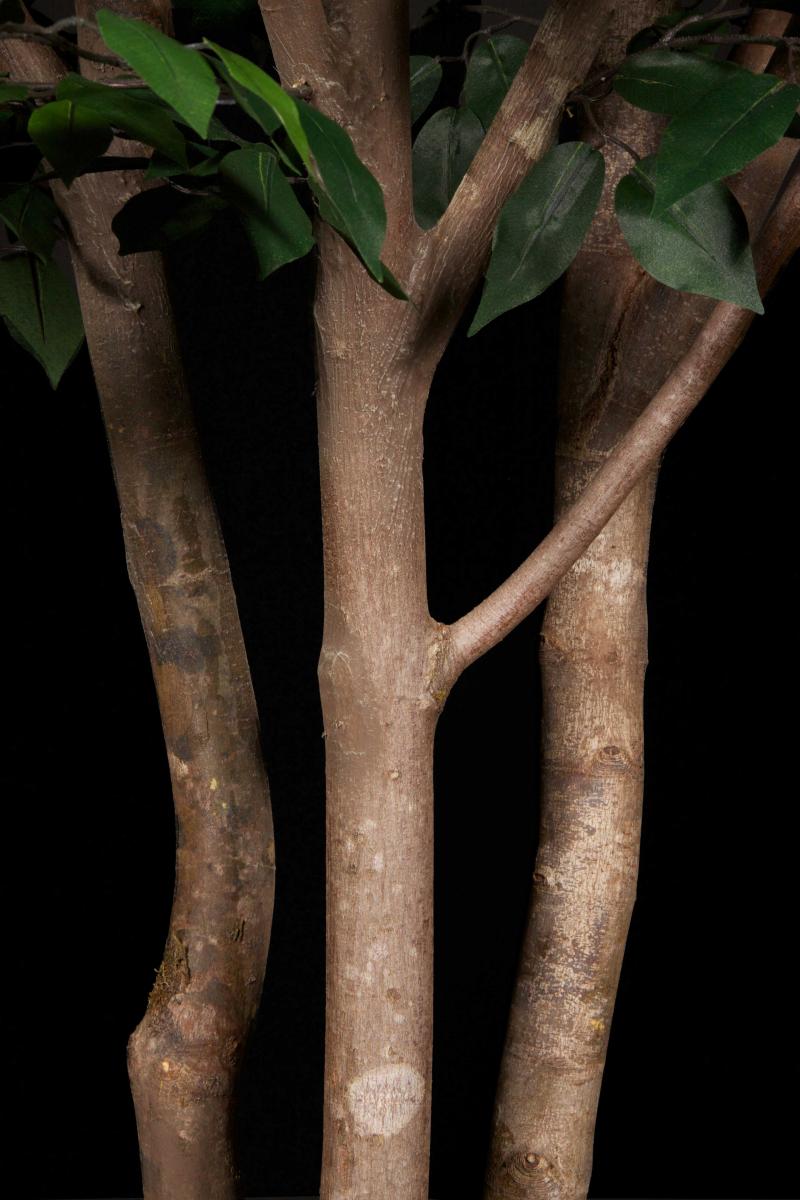 Ficus Benjamina Tree Bark Close Up Replica