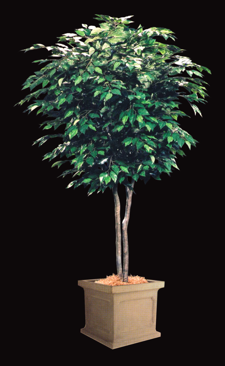 Ficus Benjamina Replica