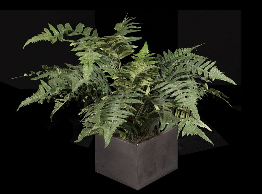 Fabricated Forest Fern Plant