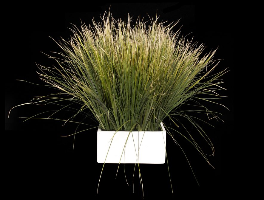 Preserved Liriope Grass