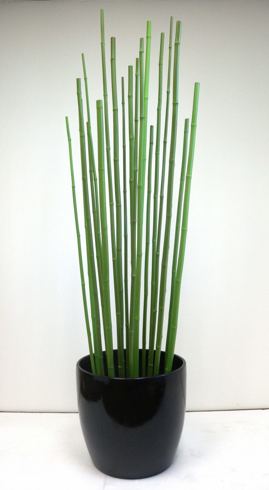 Potted Green Bamboo Cane