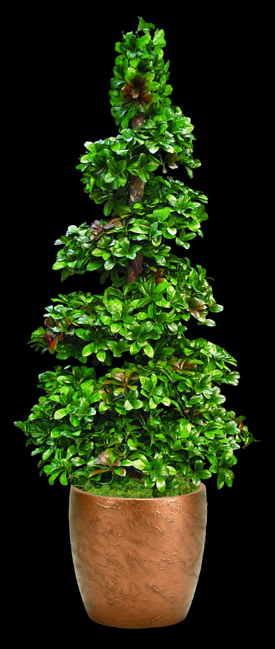 Replica Hawthorn Spiral Topiary
