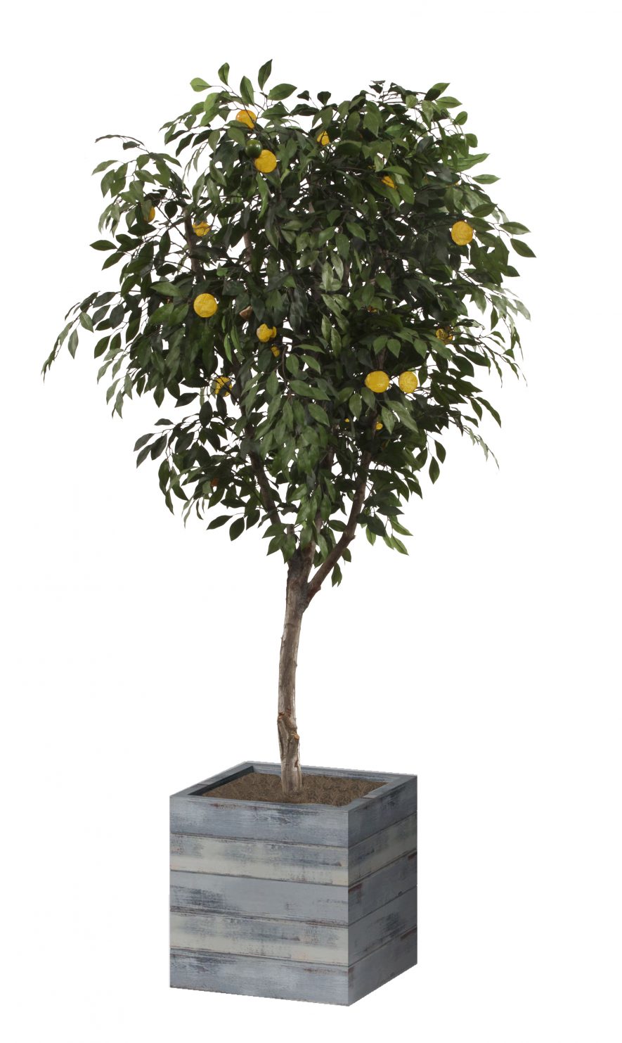 Replica Lemon Tree