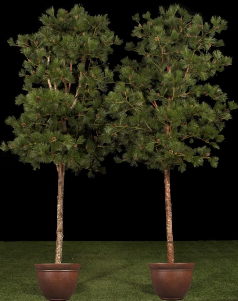 Artificial Pine Tree Treescapes And Plantworks