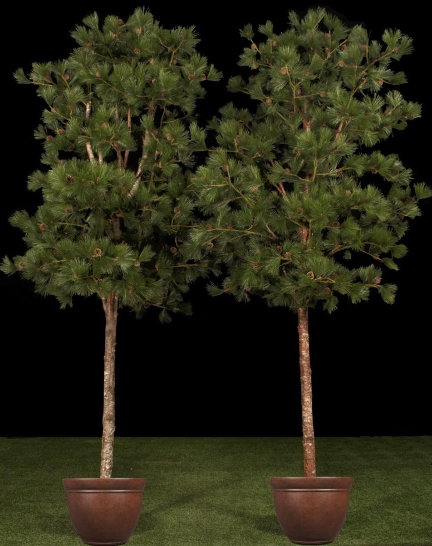 Replica Lodgepole Pine Trees