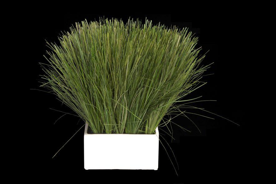 Preserved Mondo Grass
