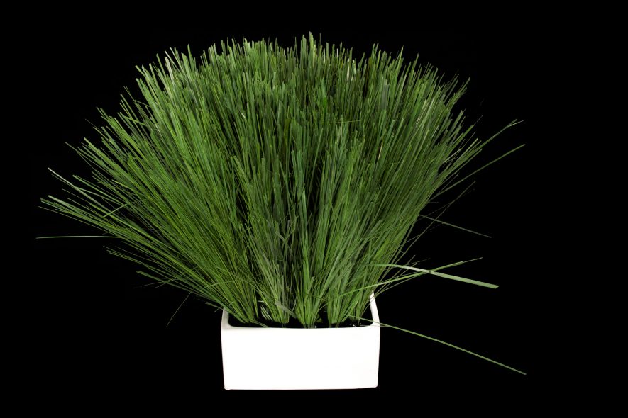 Preserved Mondo Grass
