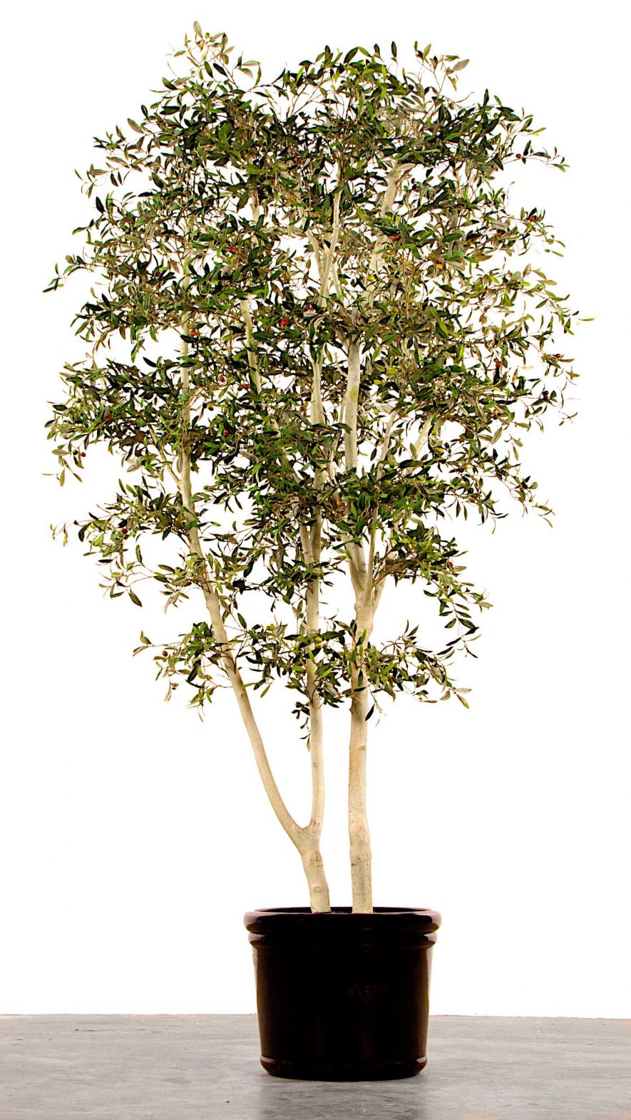 Replica Mediterranean Olive Tree