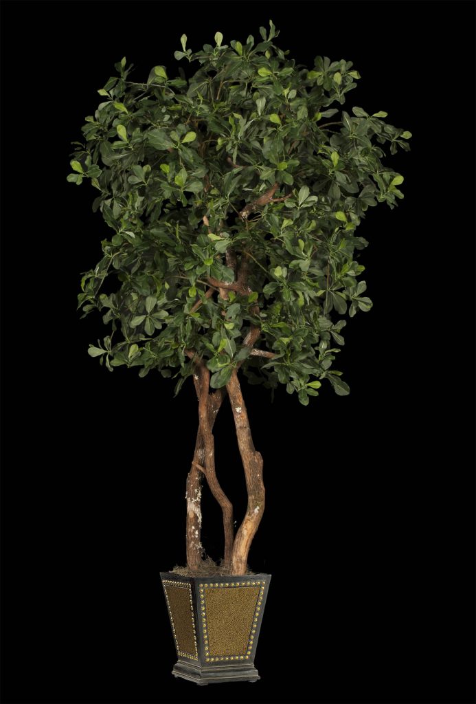 Replica Black Olive Tree