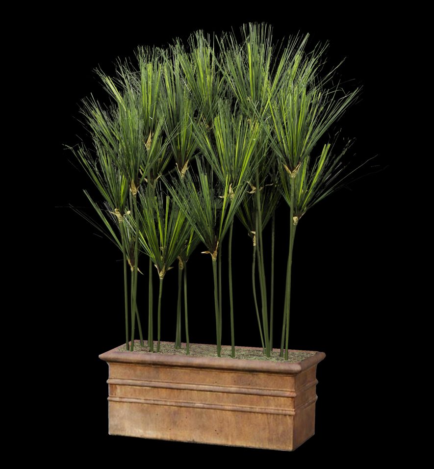 Replica Papyrus Plant