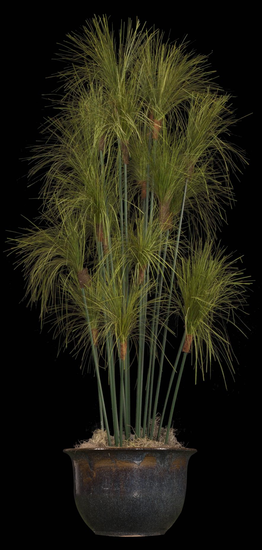 Preserved Papyrus Plant