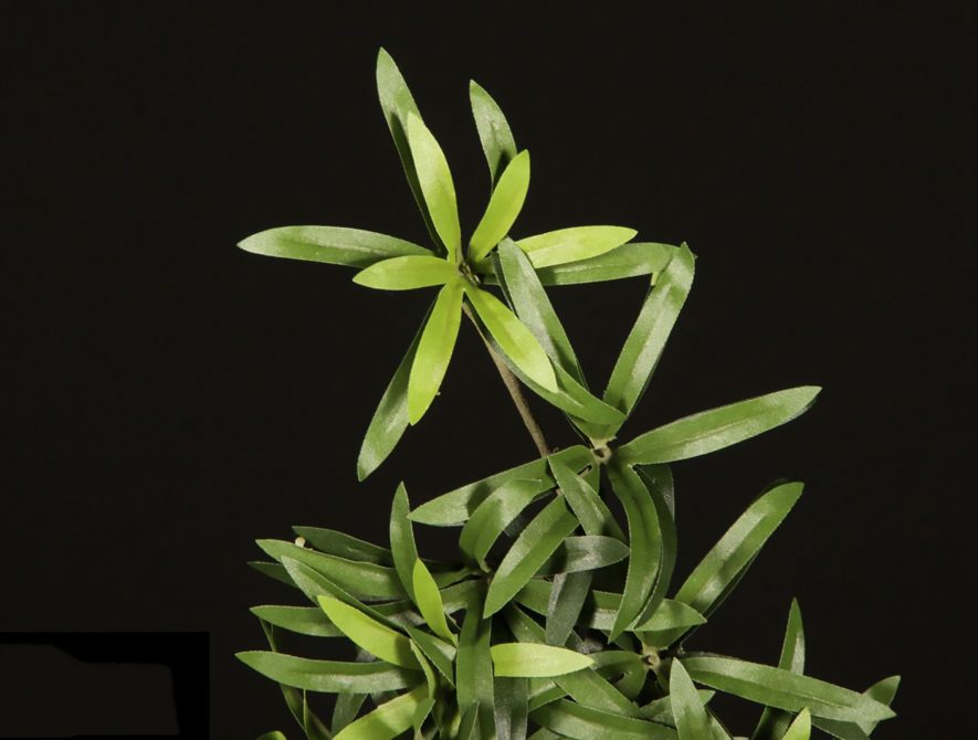 UltraLeaf-IFR® Podocarpus Plant Foliage