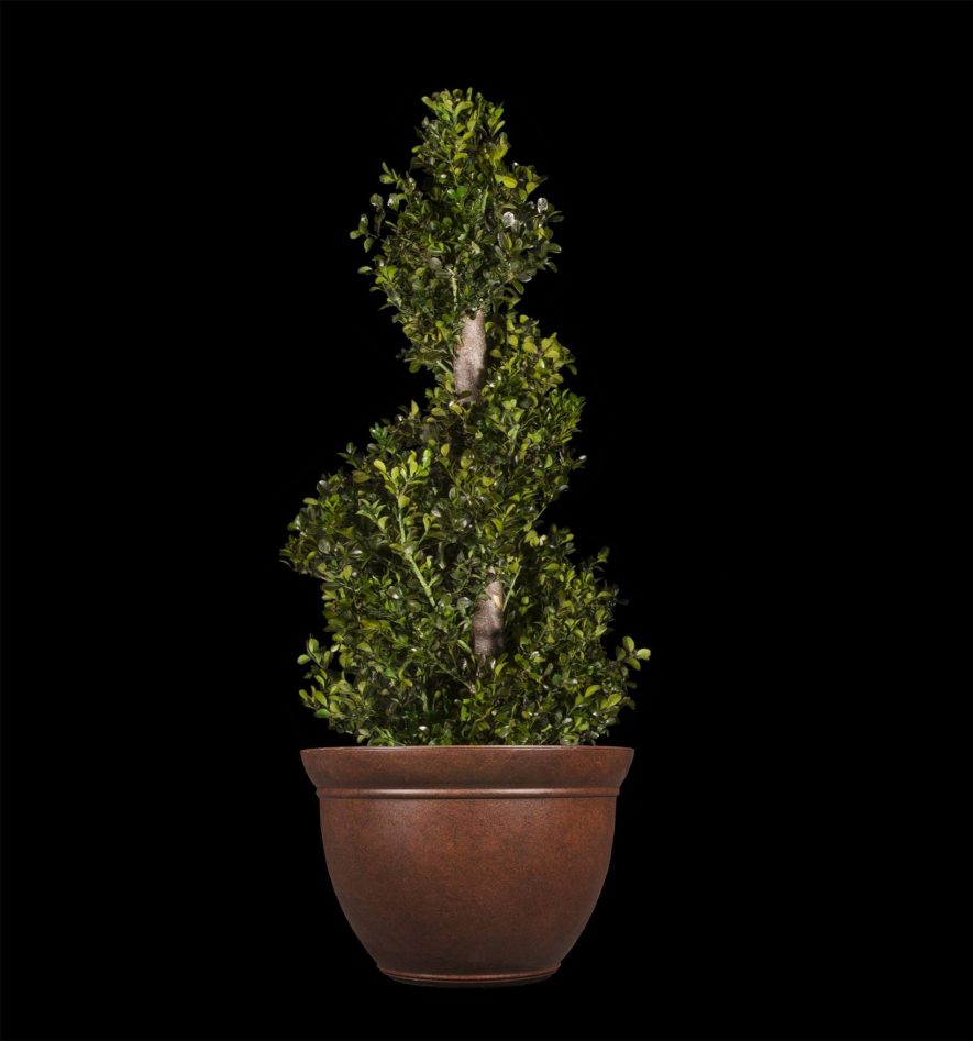 Preserved Boxwood Spiral Topiary