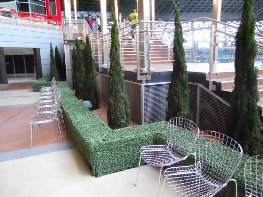 Preserved Juniper Conical Topiaries and Boxwood Hedges at Ferrari World Theme Park