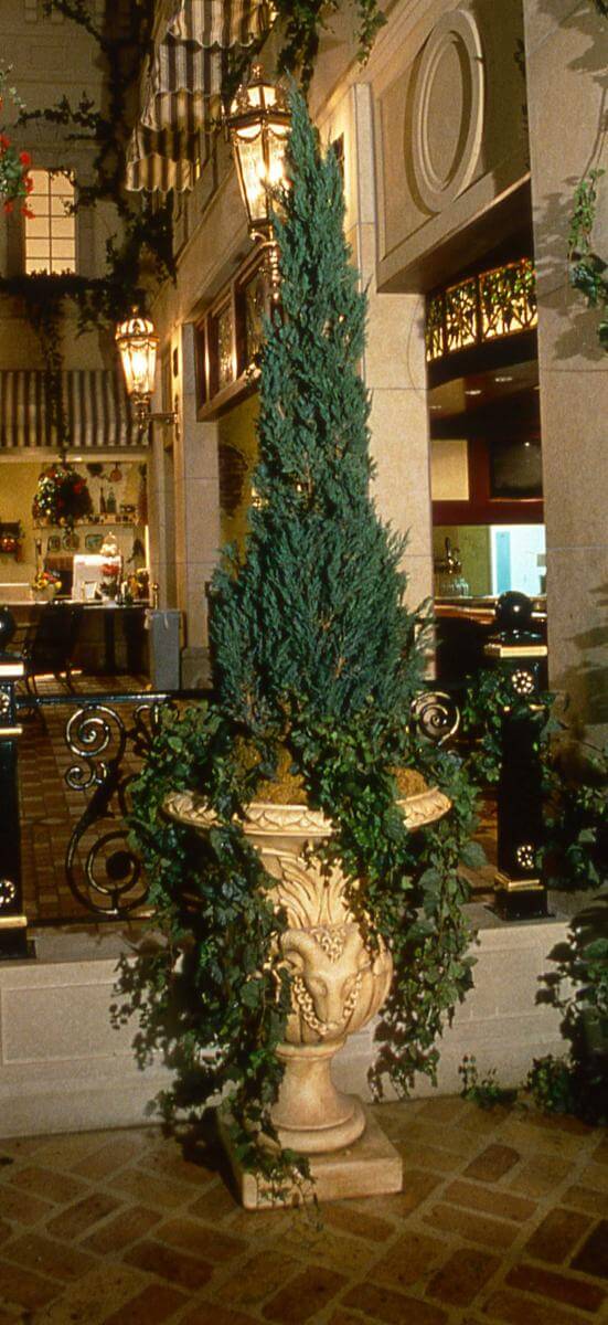 Preserved Juniper Italian Cypress Tree