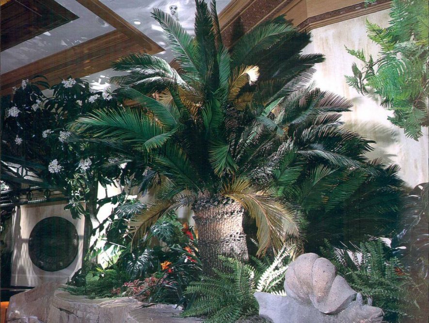 Preserved Sago Palm Tree