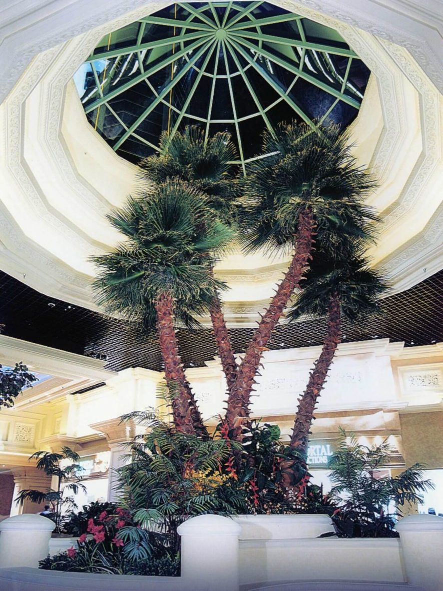 Preserved Washingtonia Robusta Palm Trees