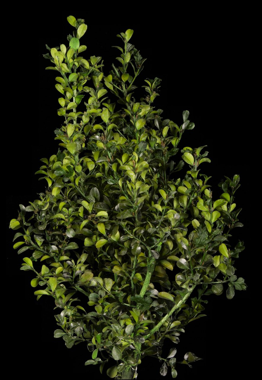 Preserved boxwood branch ifr copy scaled